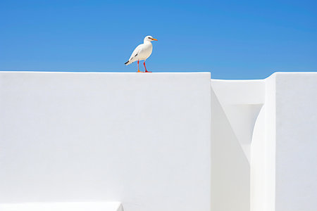 Seagull standing on the edge of a white building in Santoriniの素材