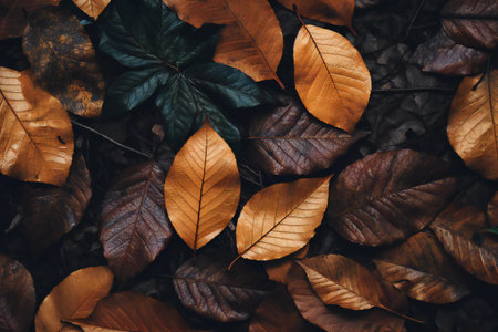 Autumn leaves background. Fall leaves background. Autumn leaves background.の素材