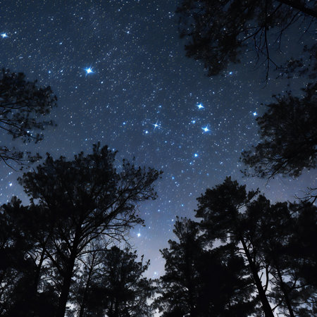 Night sky with stars and silhouettes of pine trees in the forestの素材