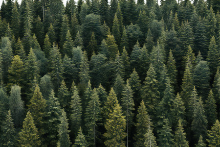 Aerial view of evergreen coniferous forest. Top viewの素材