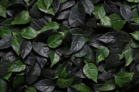 Green leaves background, top view, flat lay. Nature concept.の素材