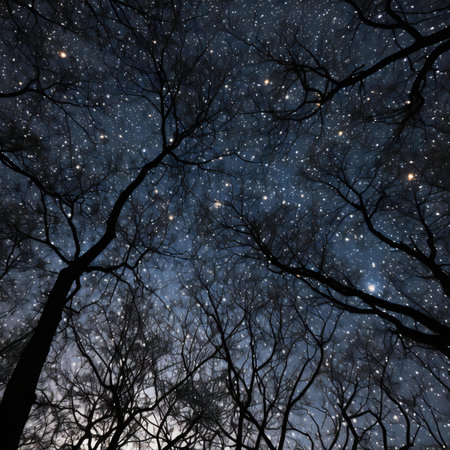 Night sky with stars and silhouettes of trees in the forest.の素材