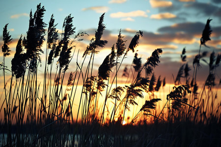 Silhouette of reeds at sunset. Nature background. Toned.の素材