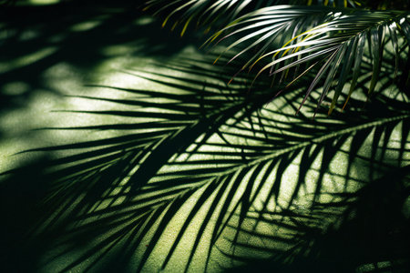 Palm leaf shadow on green background. Tropical palm leaves in sunlight.の素材