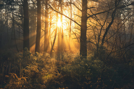 Sunset or sunrise in the forest with fog and sunbeamsの素材