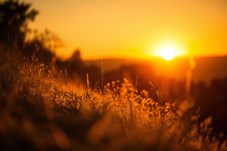 Sunset over a meadow with grass. Beautiful nature background.の素材