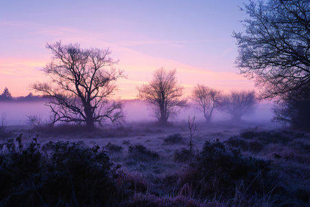 Foggy sunrise over a field in winter with trees in the foregroundの素材