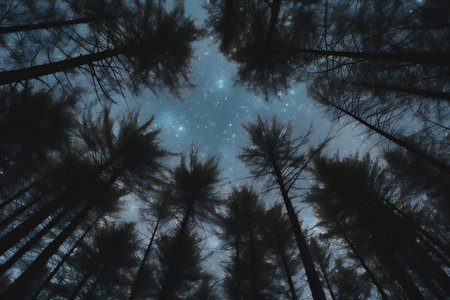 Silhouette of pine trees in the forest and starry skyの素材