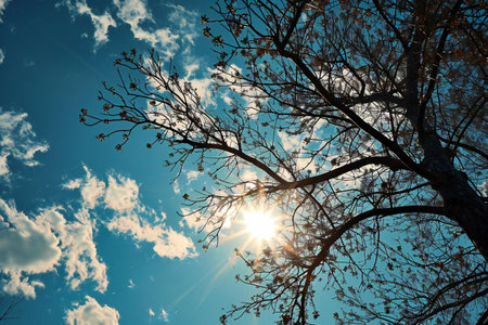 tree branches on blue sky background with sun rays. filtered image.の素材