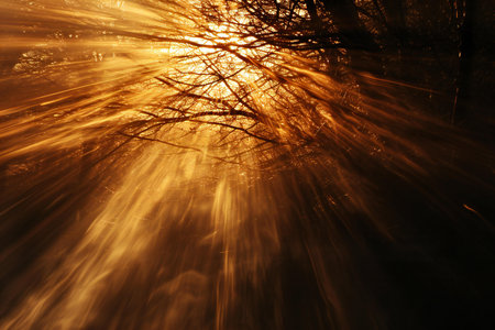 Sunlight in the forest. Abstract background. Long exposure photo.の素材