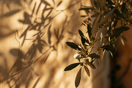 Olive tree shadow on the wall. Olive branch with leaves in sunlight.の素材