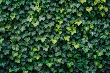 Green ivy leaves background. Green ivy leaves wall background.の素材