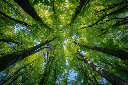 forest trees view from below into the sky. nature green wood sunlight backgroundsの素材