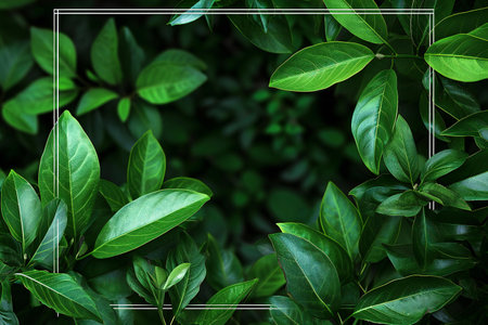 Green leaves background with white frame and copy space for your text.の素材
