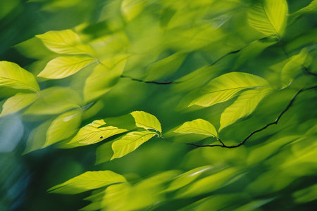 green leaves background in sunny day with soft focus and bokehの素材