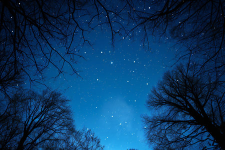 Night sky with stars and silhouettes of trees in the forest.の素材