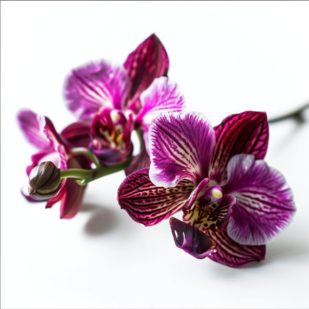 Beautiful purple orchid flowers on white background. Close up.の素材