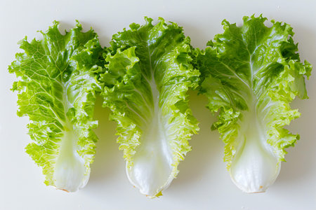 fresh green lettuce on the white background, top view, healthy foodの素材