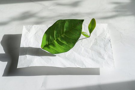 Green leaf on white paper background with sunlight and shadow. Minimal concept.の素材