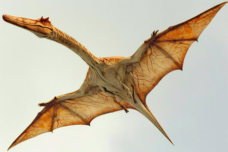 Pterodactylus giganteus flying in the skyの素材