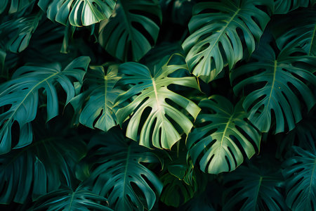 Tropical green leaf background, Monstera Deliciosa plantの素材
