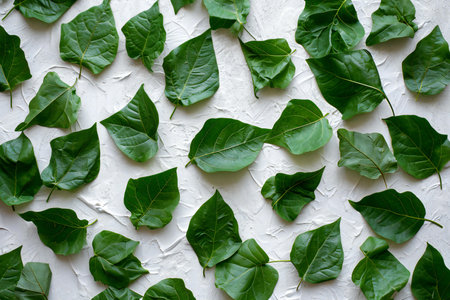 Green leaf pattern on white background. Flat lay, top view.の素材