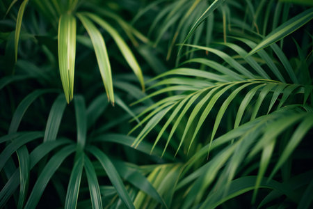 Beautiful green palm leaves background. Tropical palm leaves background. Selective focus.の素材