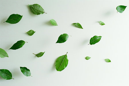 Green leaves pattern on white background. Flat lay, top view.の素材