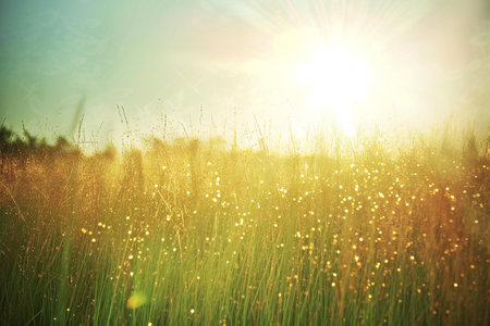 Grass field with sun in the morning.Vintage tone.の素材