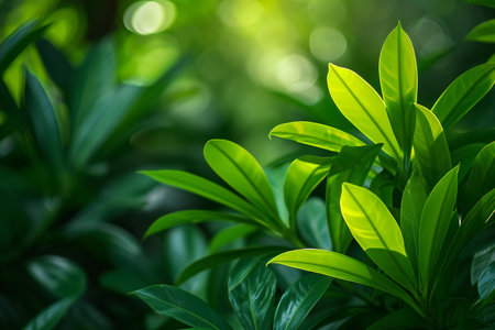 Close up view of green leaves with sunlight in the garden. Nature backgroundの素材