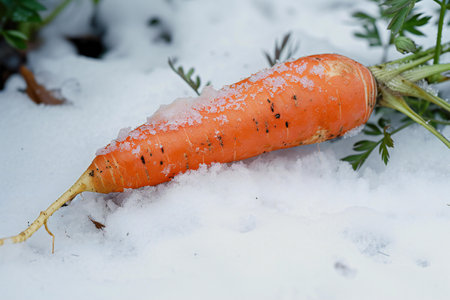 Carrot in the snow on a background of green grass. Selective focus.の素材