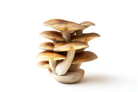 Pleurotus ostreatus mushroom isolated on white backgroundの素材