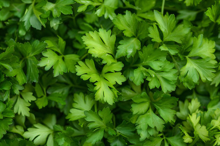 Parsley leaves background. Close-up, top view.の素材