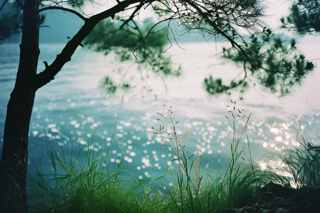 Pine tree and grass by the lake in the morning light.の素材