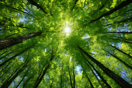 forest trees view from below into the sky. nature green wood sunlight backgroundsの素材