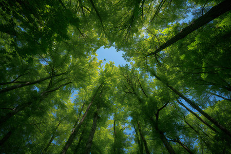 forest trees view from below into the sky. nature green wood sunlight backgroundsの素材