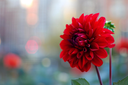 Red dahlia flower in the garden with bokeh backgroundの素材