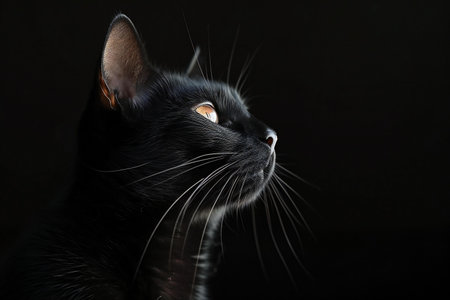 Portrait of a black cat on a black background. Close-up.の素材