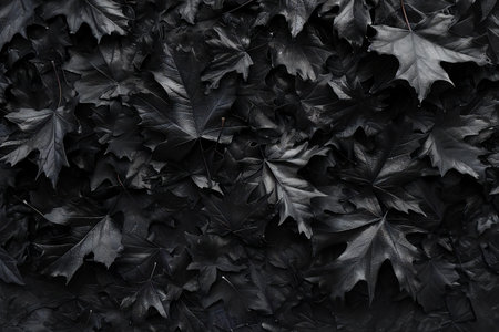 Black autumn leaves background. Top view, flat lay, copy spaceの素材