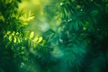 Green leaves background with soft focus and bokeh, nature backgroundの素材