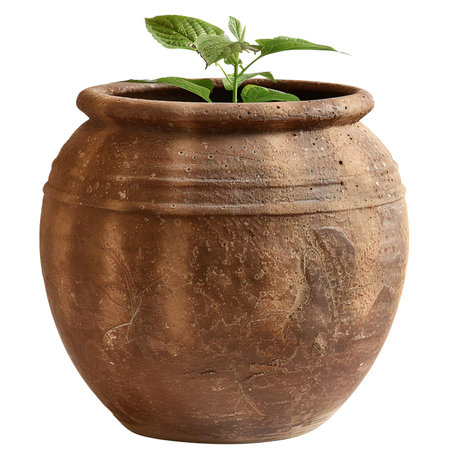 Old clay pot with plant isolated on white background.の素材