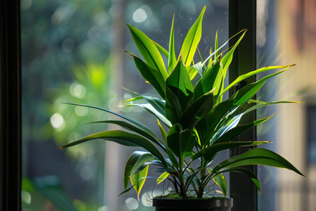 Beautiful houseplant in a pot on the windowsill. Home decoration.の素材