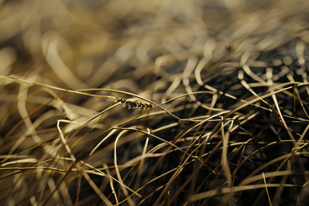 Close up of dry grass texture background. Selective focus. Shallow depth of field.の素材