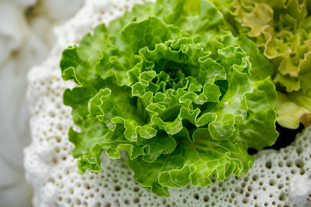 Close up of fresh green lettuce in pot on white wall background.の素材