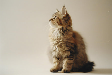 Siberian cat on a white background. Studio photo of a cat.の素材