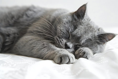 Gray cat sleeping on the bed. Shallow depth of field.の素材