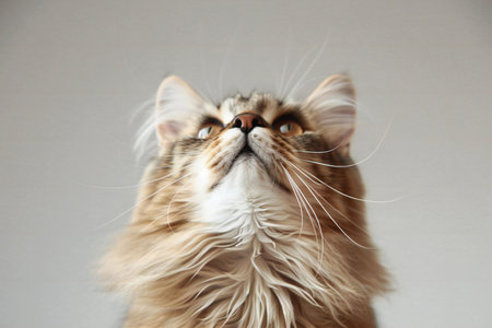 Beautiful maine coon cat on white background, closeupの素材
