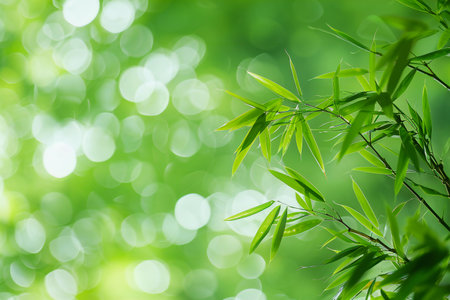 Bamboo leaves on green bokeh background, nature background.