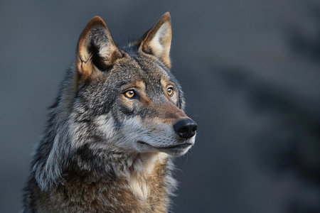 Close-up portrait of a gray wolf (Canis lupus)の素材