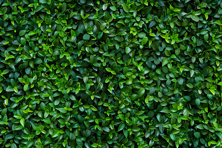 Green leaves wall texture and background. Natural pattern and texture concept.の素材